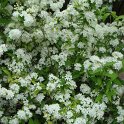 Deutzia x lemoinei 'Boule de Neige' P26